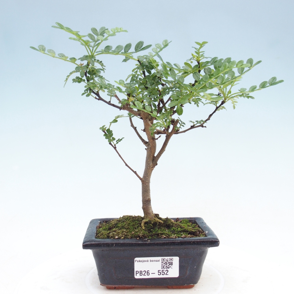 Pokój bonsai - Zantoxylum piperitum - drzewo pieprzowe