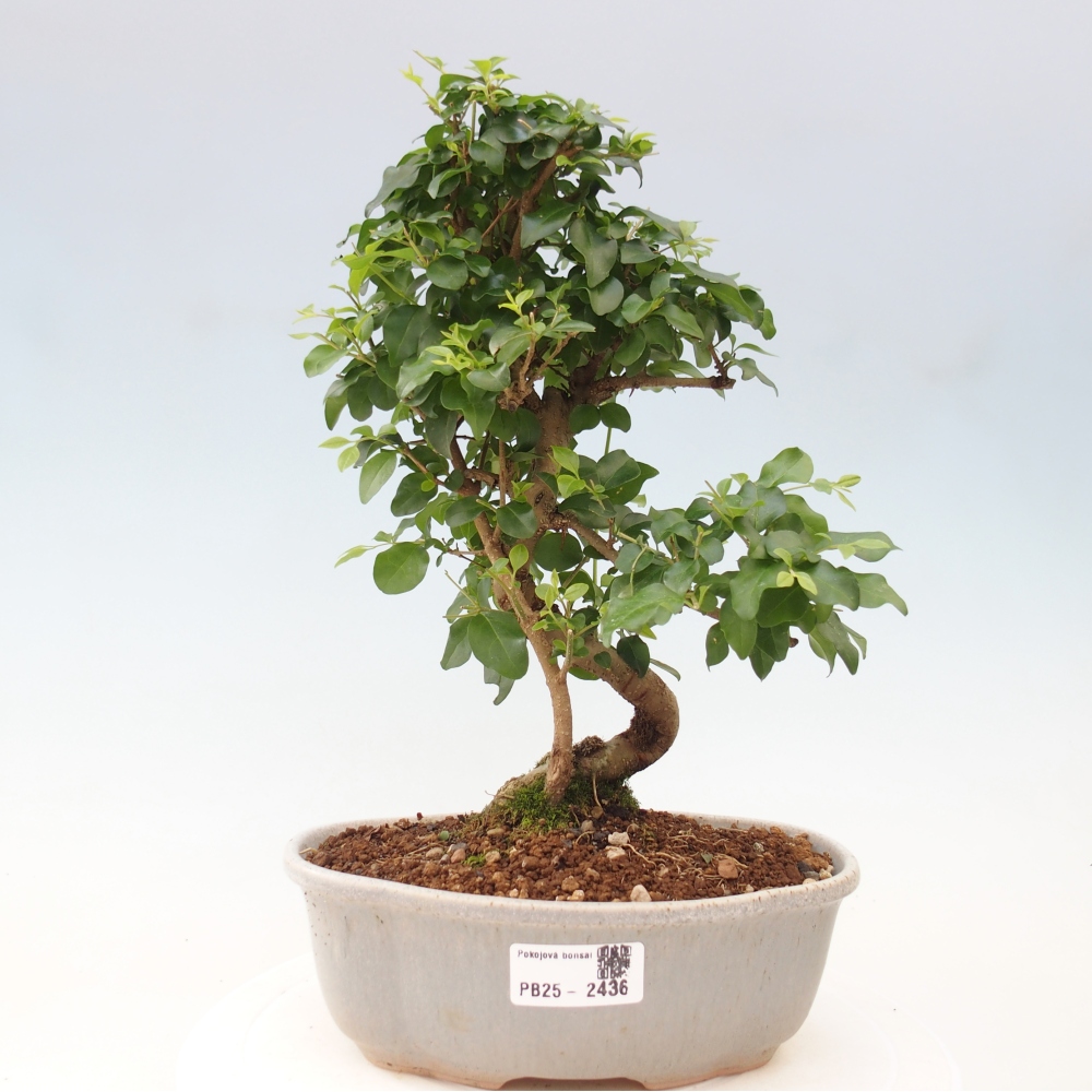 Indoor bonsai -Ligustrum chinensis - dziób ptaka