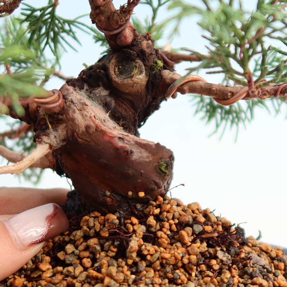 Outdoor bonsai - Juniperus chinensis Itoigawa - Jałowiec chiński