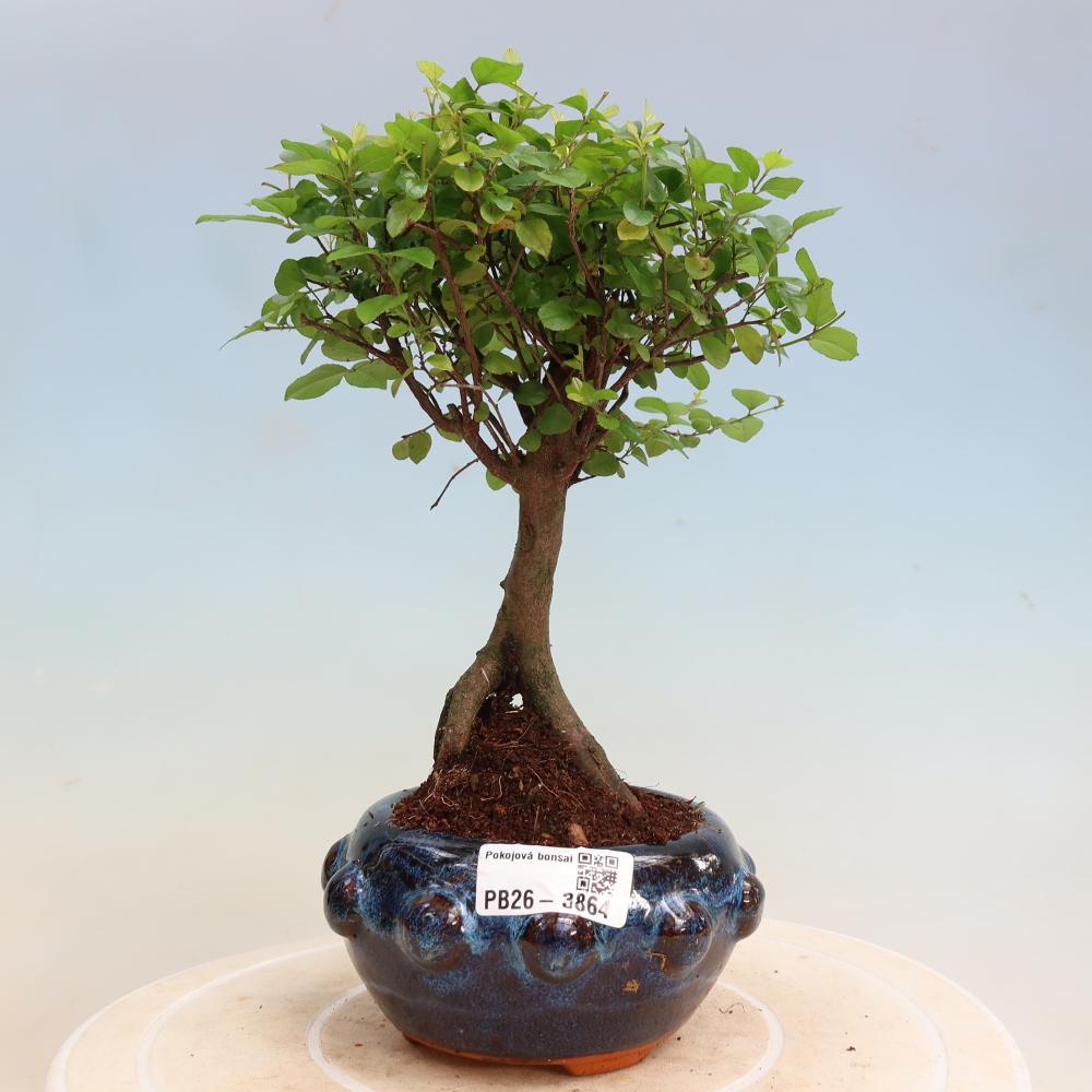 Bonsai pokojowe - Sageretia thea - Sageretia thea