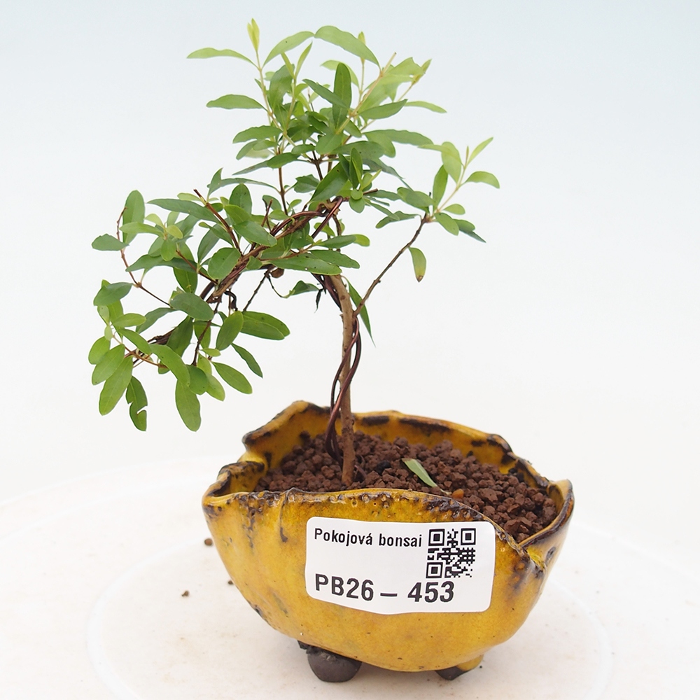Pokój bonsai - PUNICA granatum nana - jabłko granatu