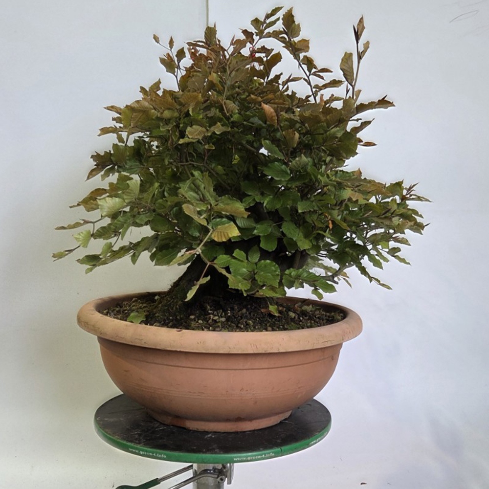 Outdoor bonsai-Fagus sylvatica