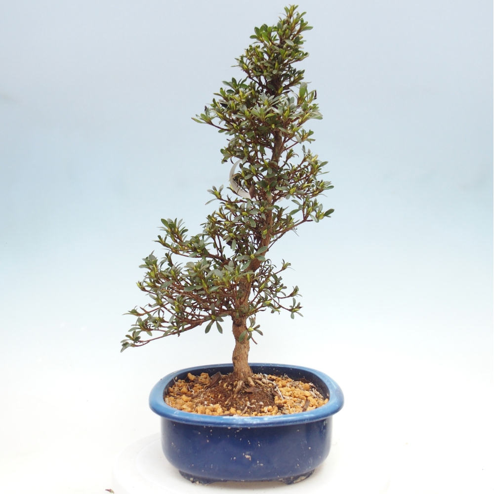 Bonsai zewnętrzne - Azalia japońska - Azalia Nikko