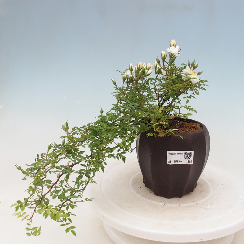 Bonsai na zewnątrz - Rosa Sea Foam - róża 