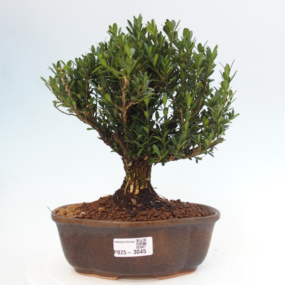 Kryty bonsai - Buxus harlandii - Bukszpan korkowy