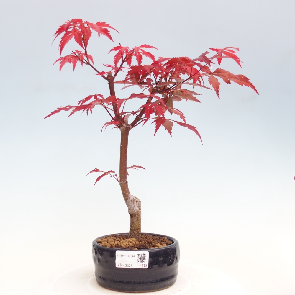 Bonsai zewnętrzne - palma Acer. Klon Atropurpureum-Palmleaf