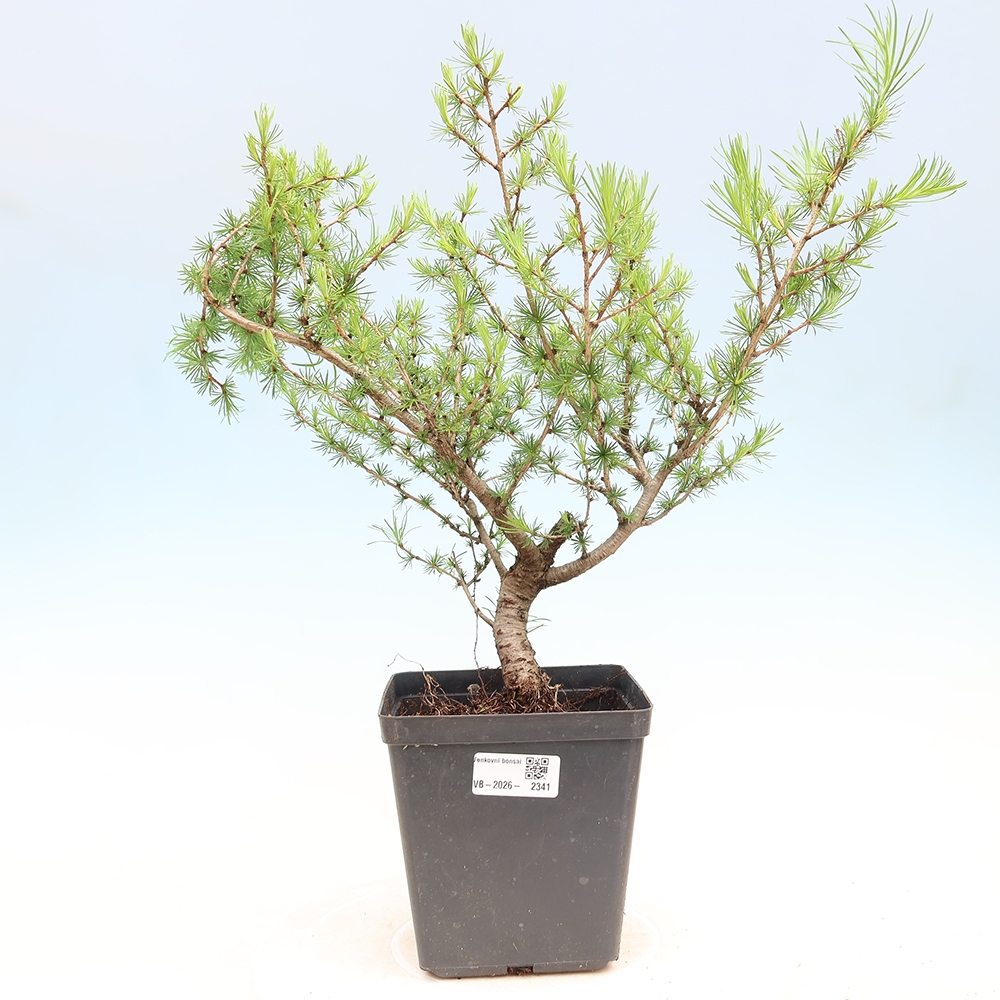 Bonsai zewnętrzne - Larix decidua - Modrzew