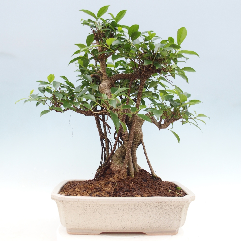 Pokój bonsai - Ficus retusa - figowiec drobnolistny