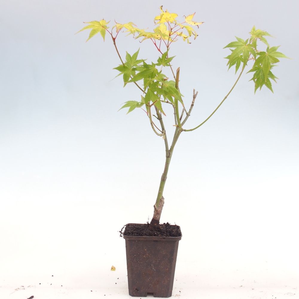 Zewnętrzne bonsai - Złota palma Jawor - Acer palmatum Aureum w pojemniku