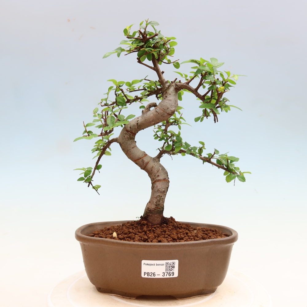 Pokój bonsai - Ulmus parvifolia - Wiąz drobnolistny