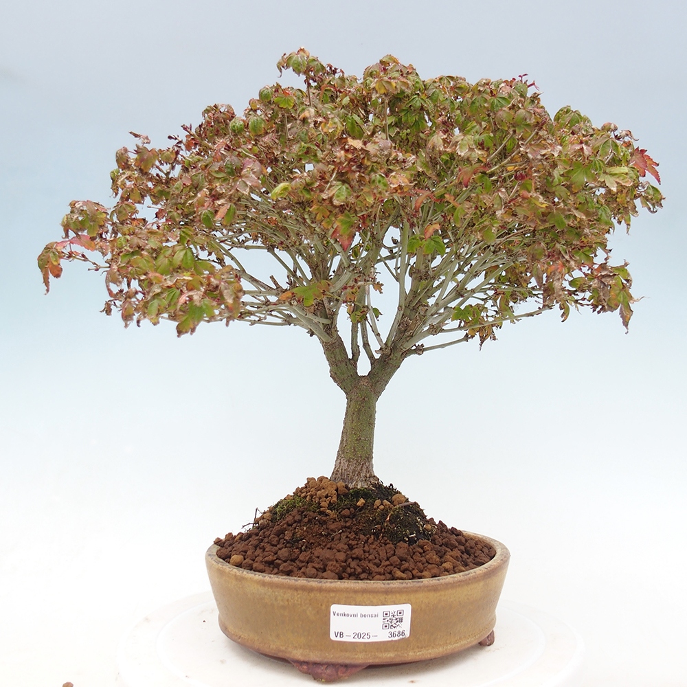 Acer palmatum KIOHIME - klon palmowy