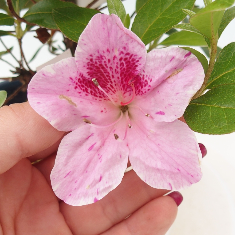 Bonsai zewnętrzne - Azalia japońska - Azalia Kaminojamakirin