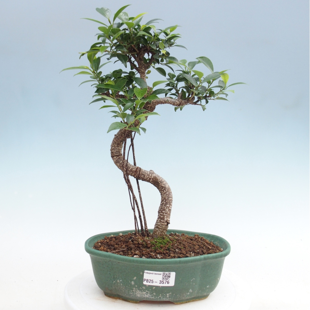 Pokój bonsai - Ficus retusa - figowiec drobnolistny