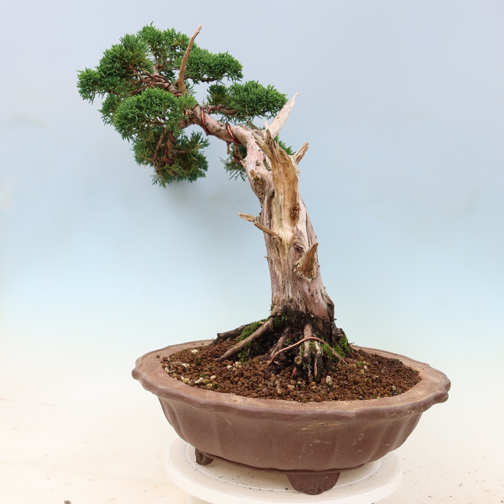 Outdoor bonsai - Juniperus chinensis Kishu