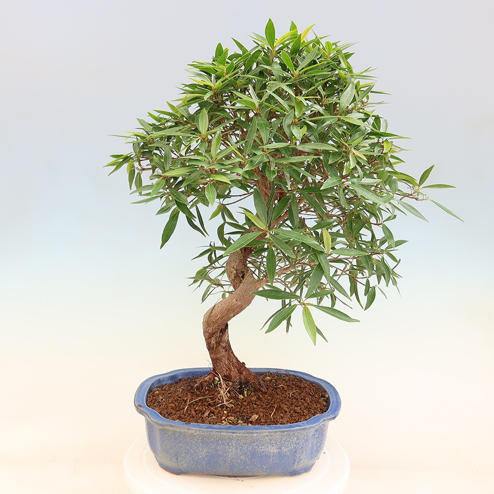 Pokój bonsai - Ficus nerifolia - figowiec drobnolistny