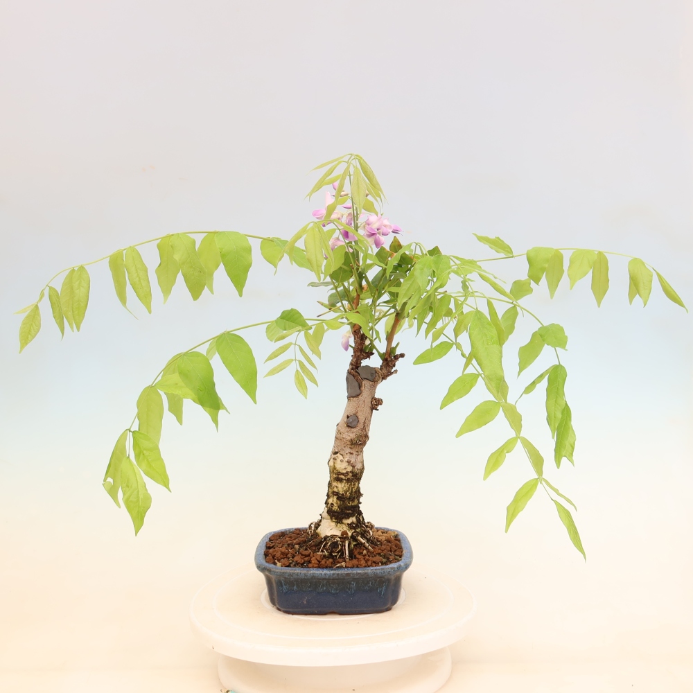 Outdoor bonsai - Wisteria floribunda