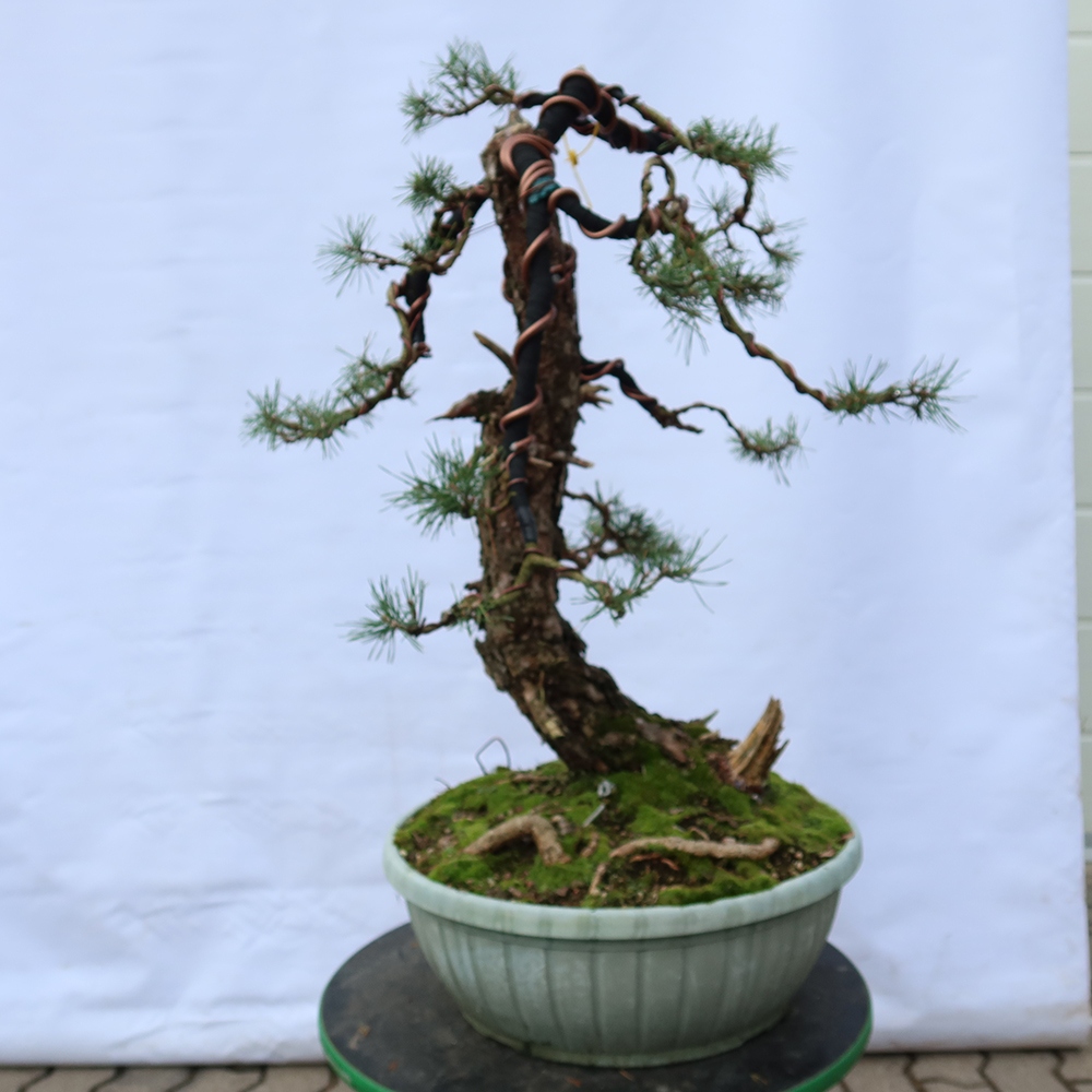 Pinus sylvestris Hiszpania – sosna zwyczajna