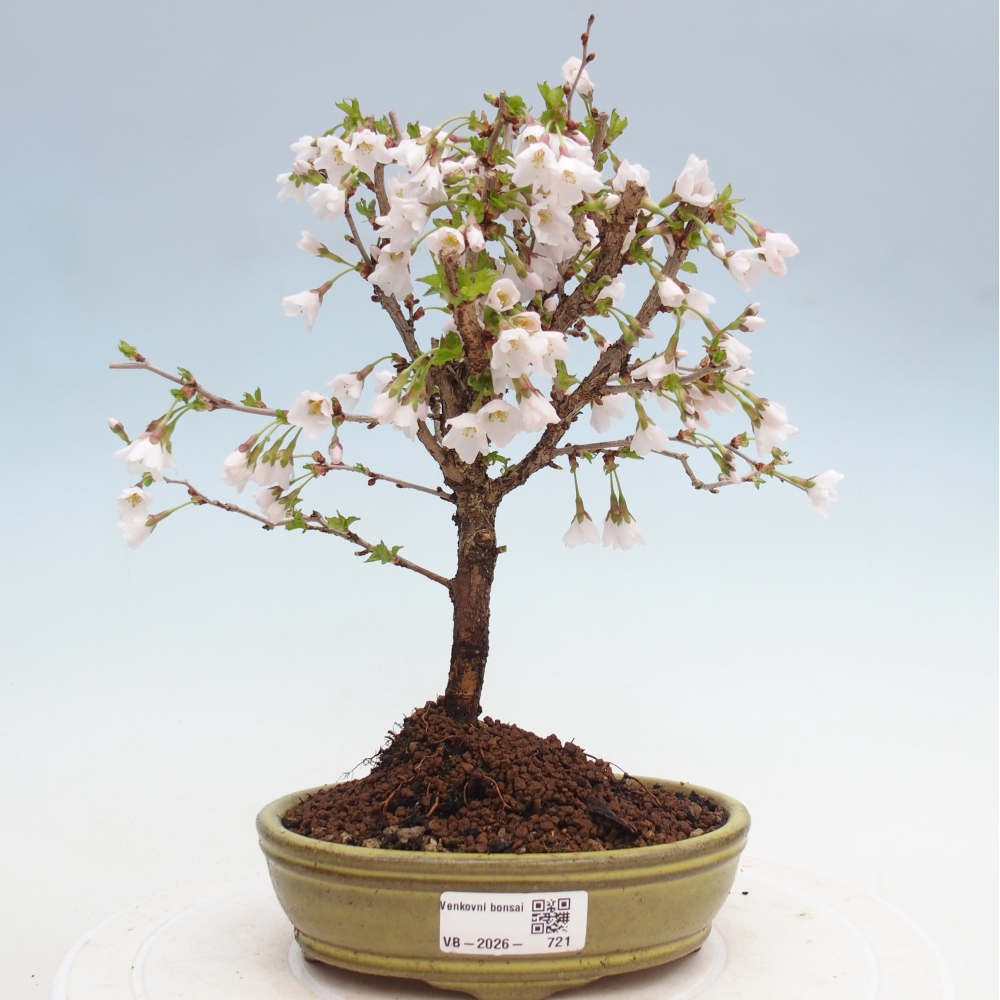 Outdoor bonsai - Prunus incisa Kojou-no mai-Plivon wycięty