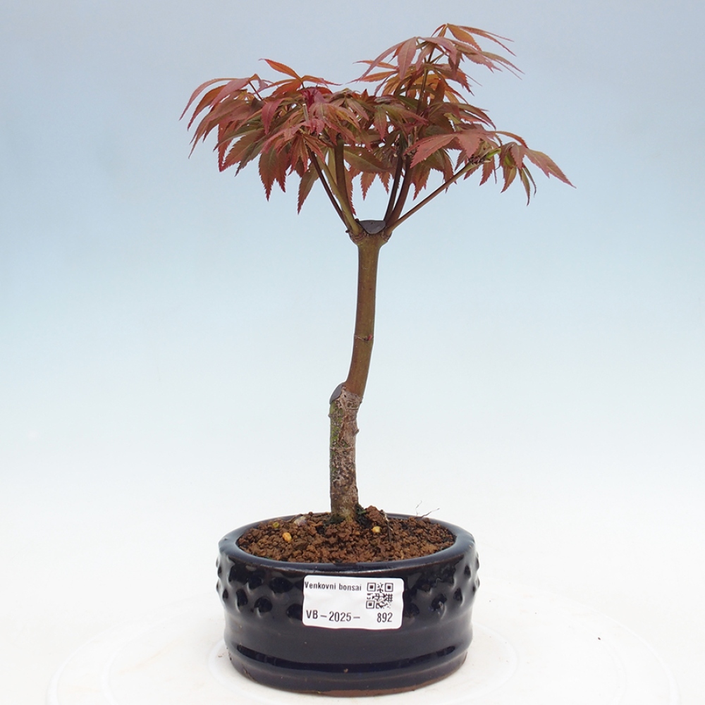 Bonsai zewnętrzne - palma Acer. Klon Atropurpureum-Palmleaf