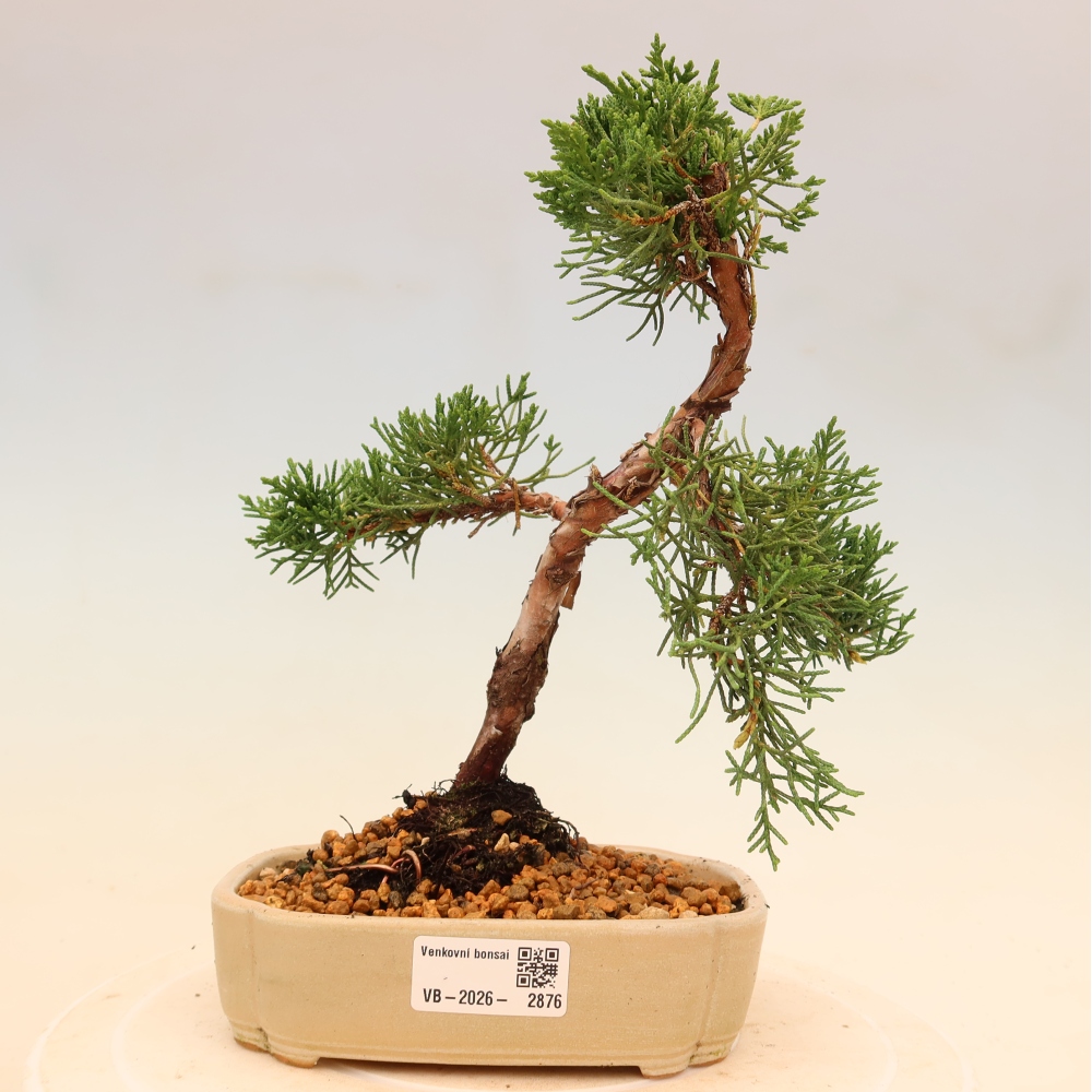 Outdoor bonsai - Juniperus chinensis Kishu