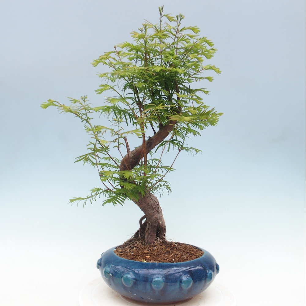 Outdoor bonsai - Metasequoia glyptostroboides - chińskie metasekvoje