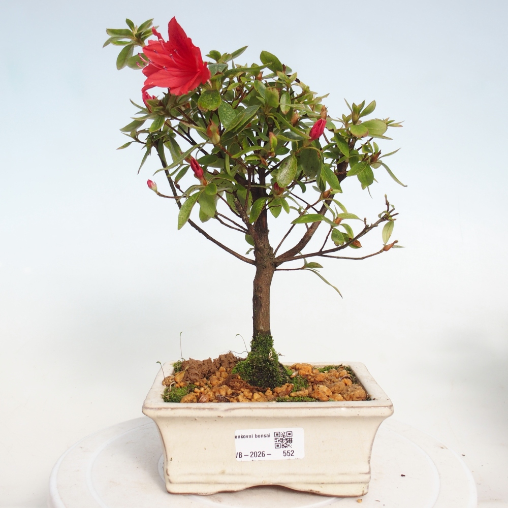 Outdoor bonsai - Azalia japońska - Azalea sp.