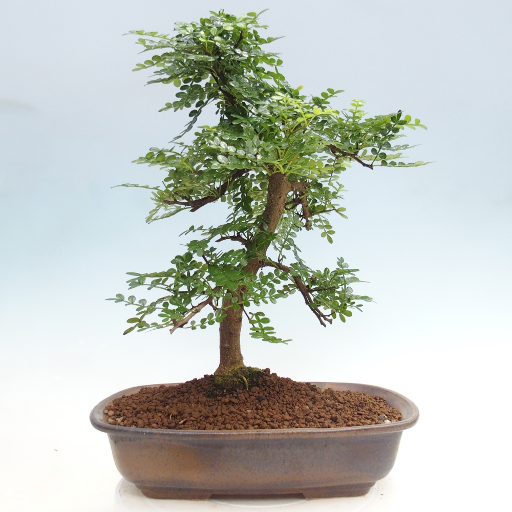Pokój bonsai - Zantoxylum piperitum - drzewo pieprzowe