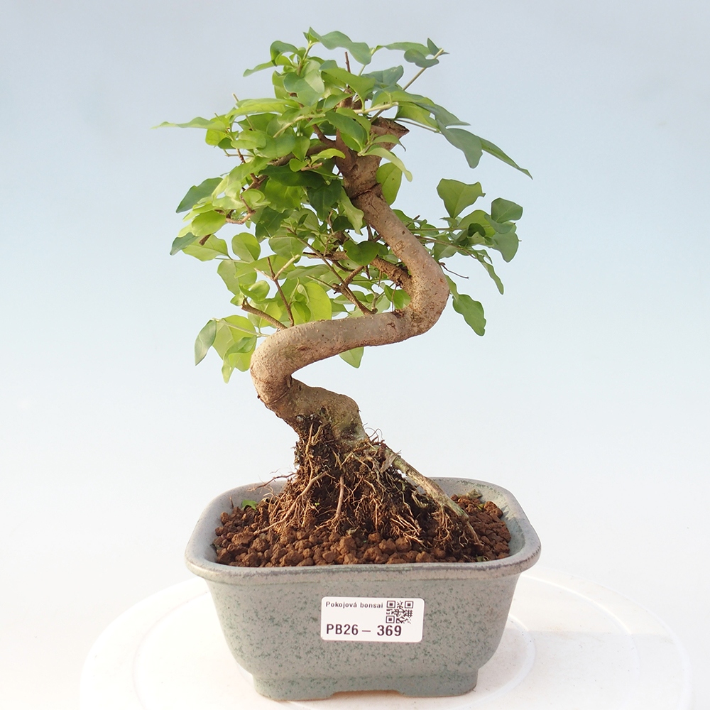 Pokój bonsai - Ligustrum chinensis - Dziób ptaka
