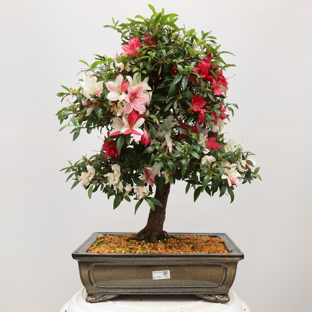 Bonsai zewnętrzne - Azalia japońska - Azalia satsuki