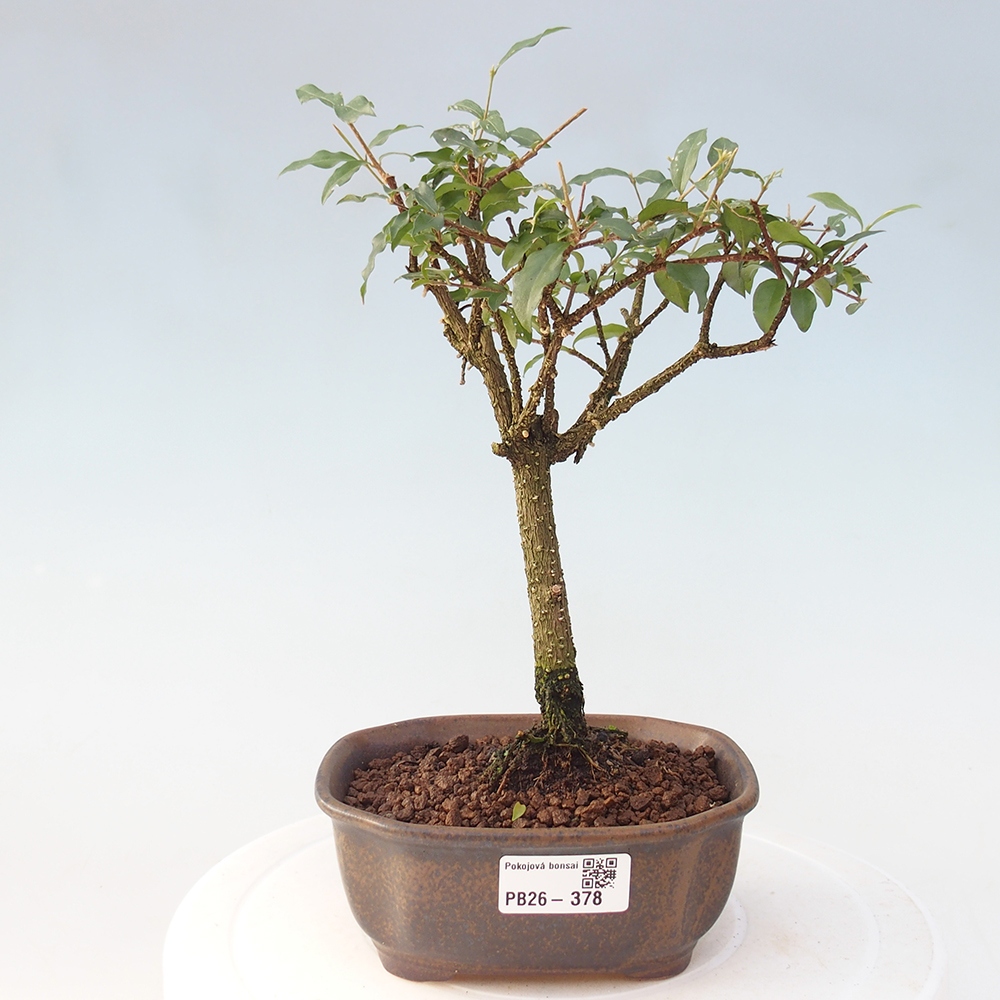 Pokój bonsai - Malpighia coccigera- Barbdor Cherry