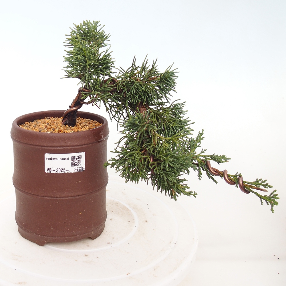 Outdoor bonsai - Juniperus chinensis Kishu
