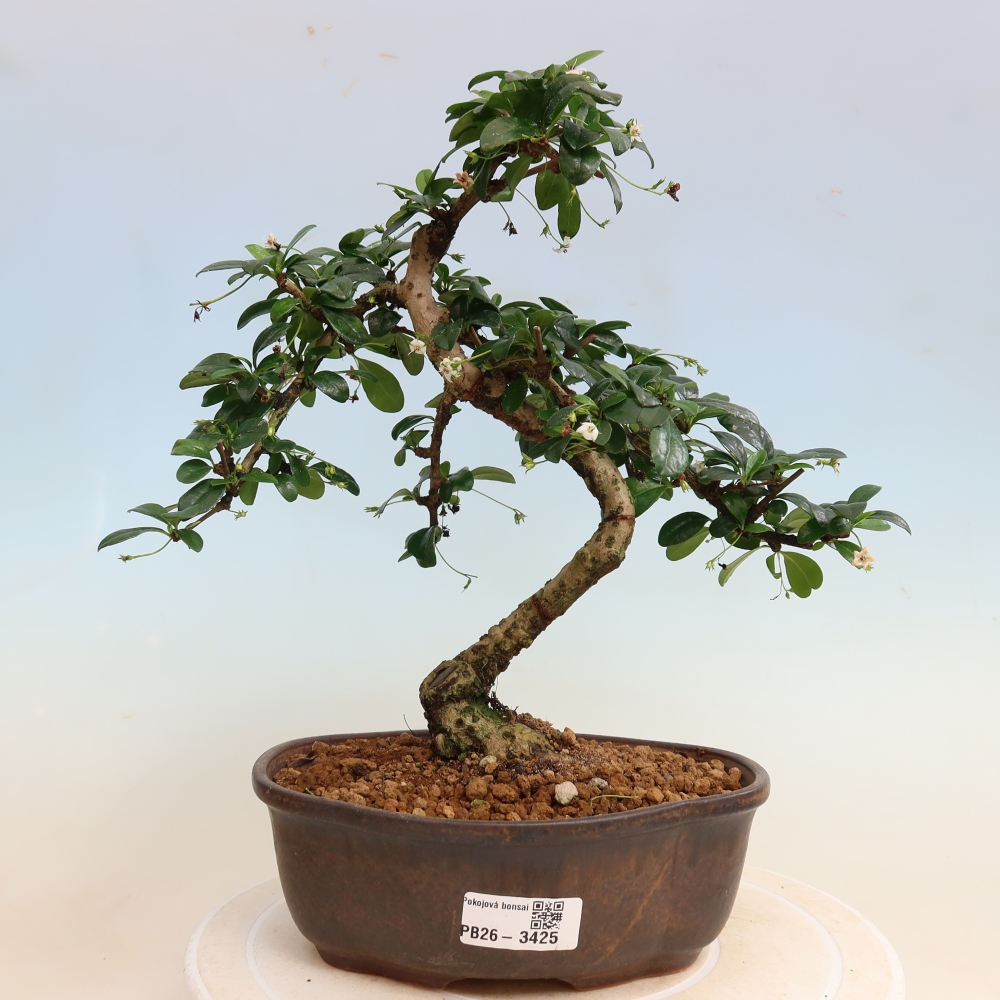 Bonsai pokojowe - Carmona macrophylla - Tea fuki