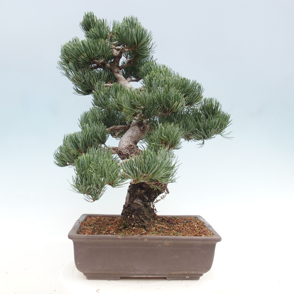 Outdoor bonsai - Pinus parviflora - Mała sosna
