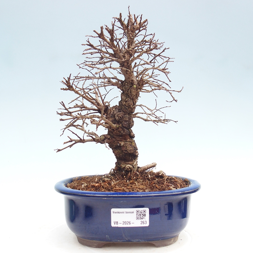 Bonsai zewnętrzne - Zelkova - Zelkova NIRE