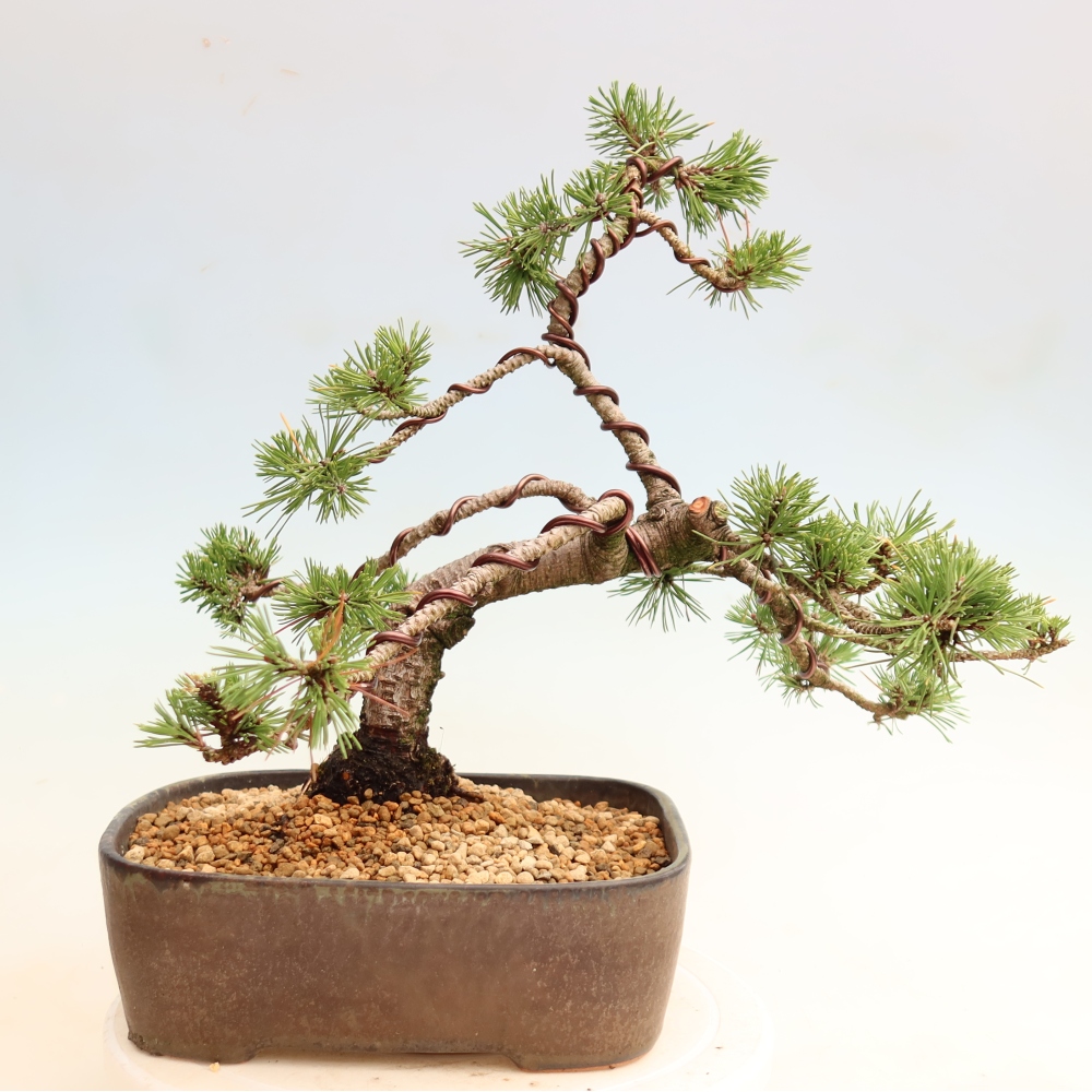 Bonsai ogrodowe – Pinus mugo Humpy – sosna karłowata