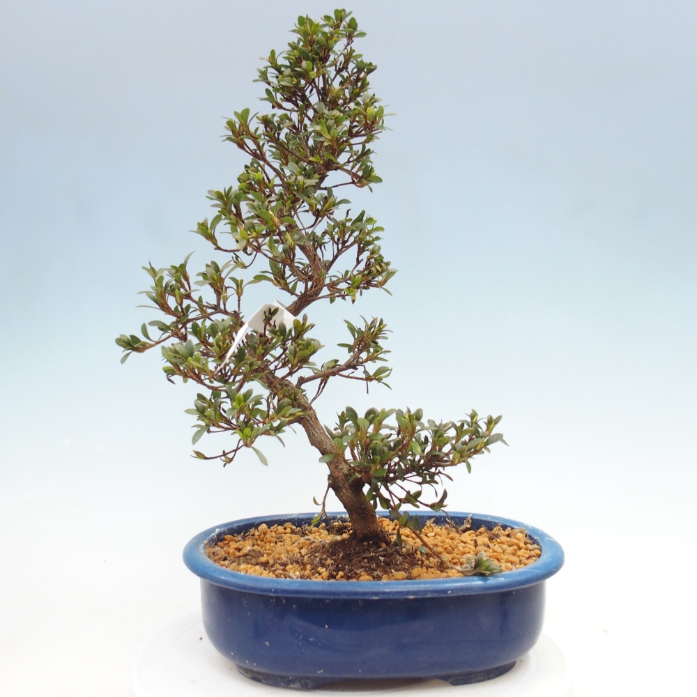 Bonsai zewnętrzne - Azalia japońska - Azalia Nikko