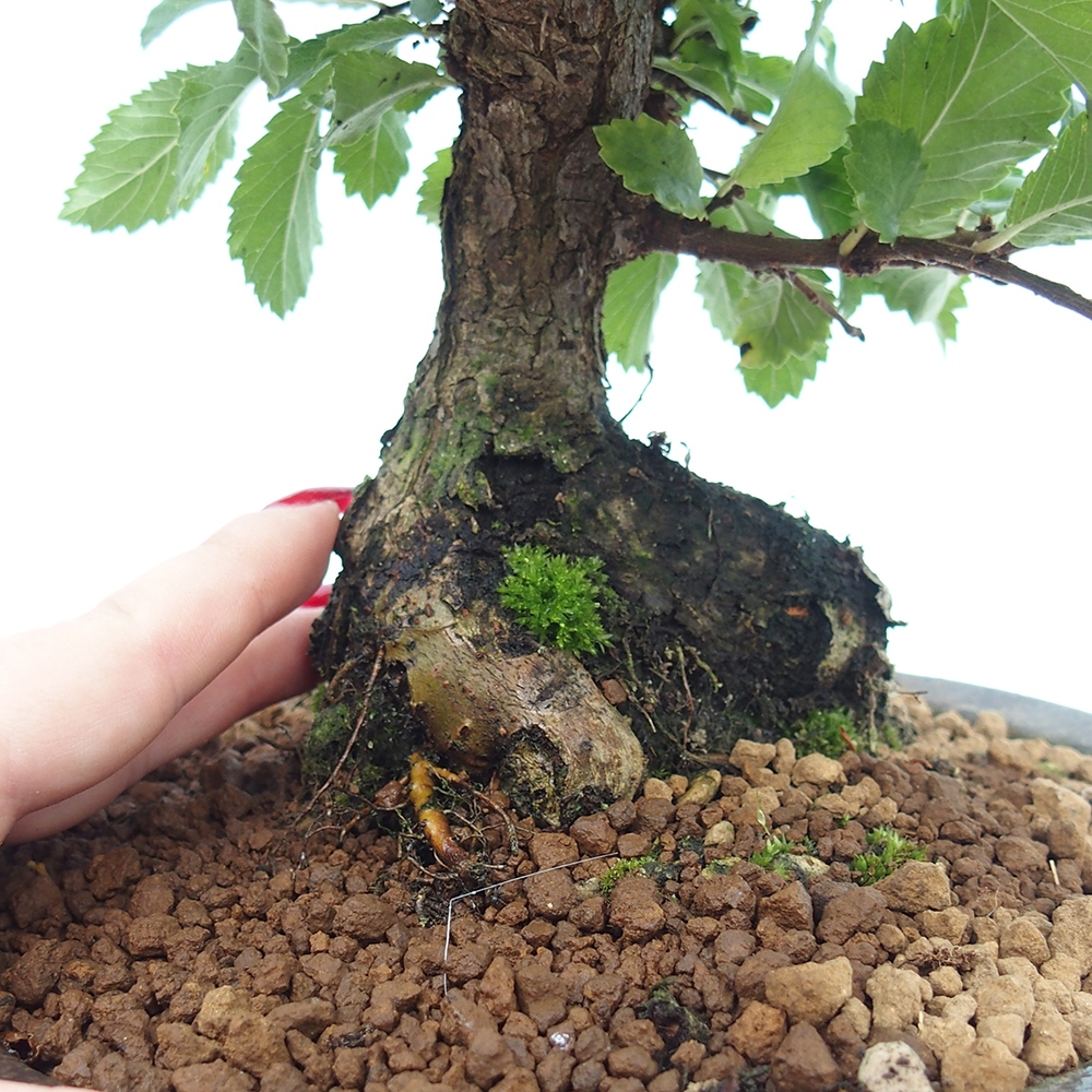 Bonsai zewnętrzne - Zelkova - Zelkova NIRE