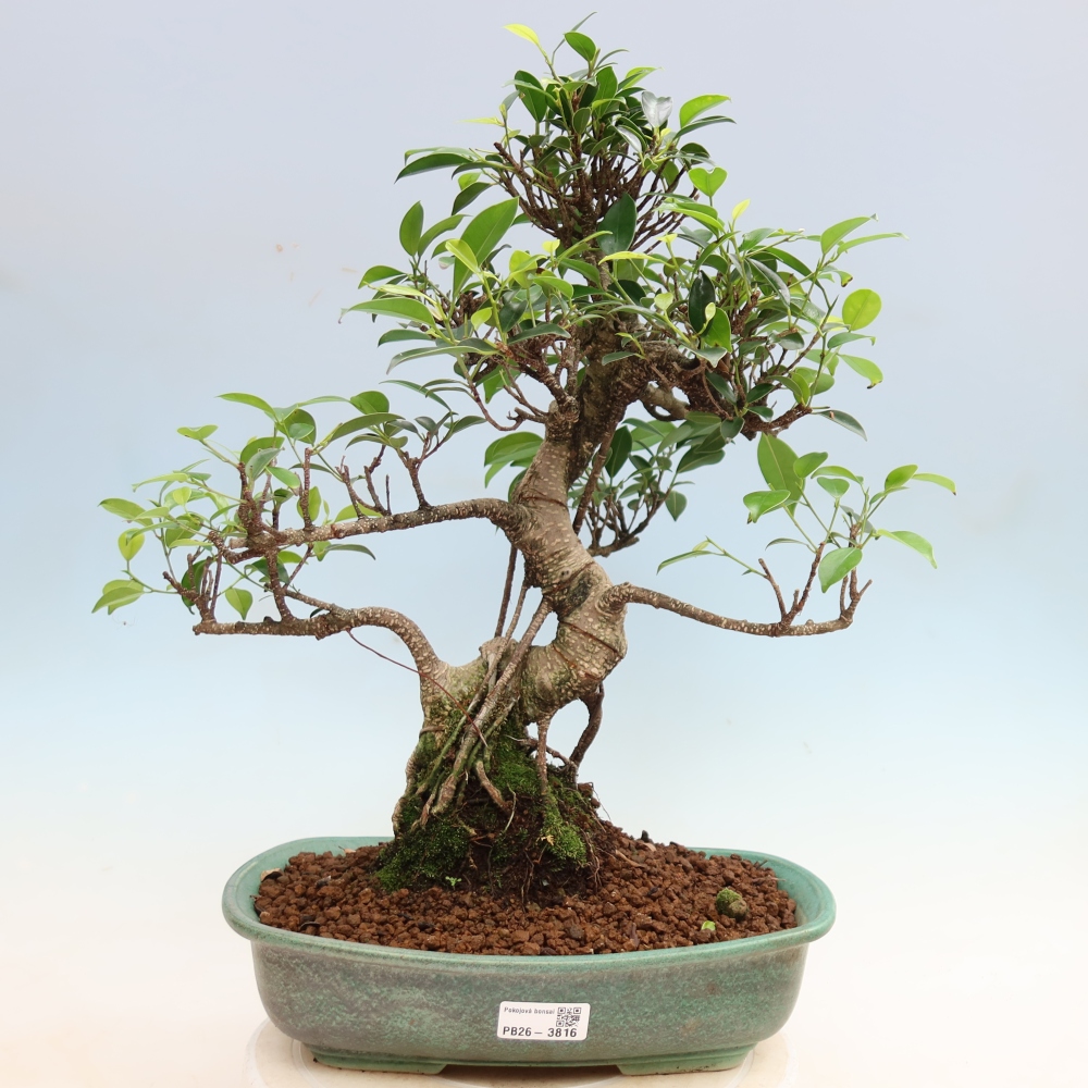 Pokój bonsai - Ficus kimmen - figowiec drobnolistny