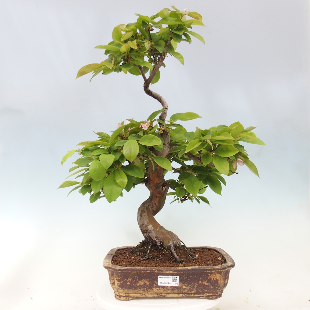 Outdoor bonsai - Pseudocydonia sinensis - pigwa chińska