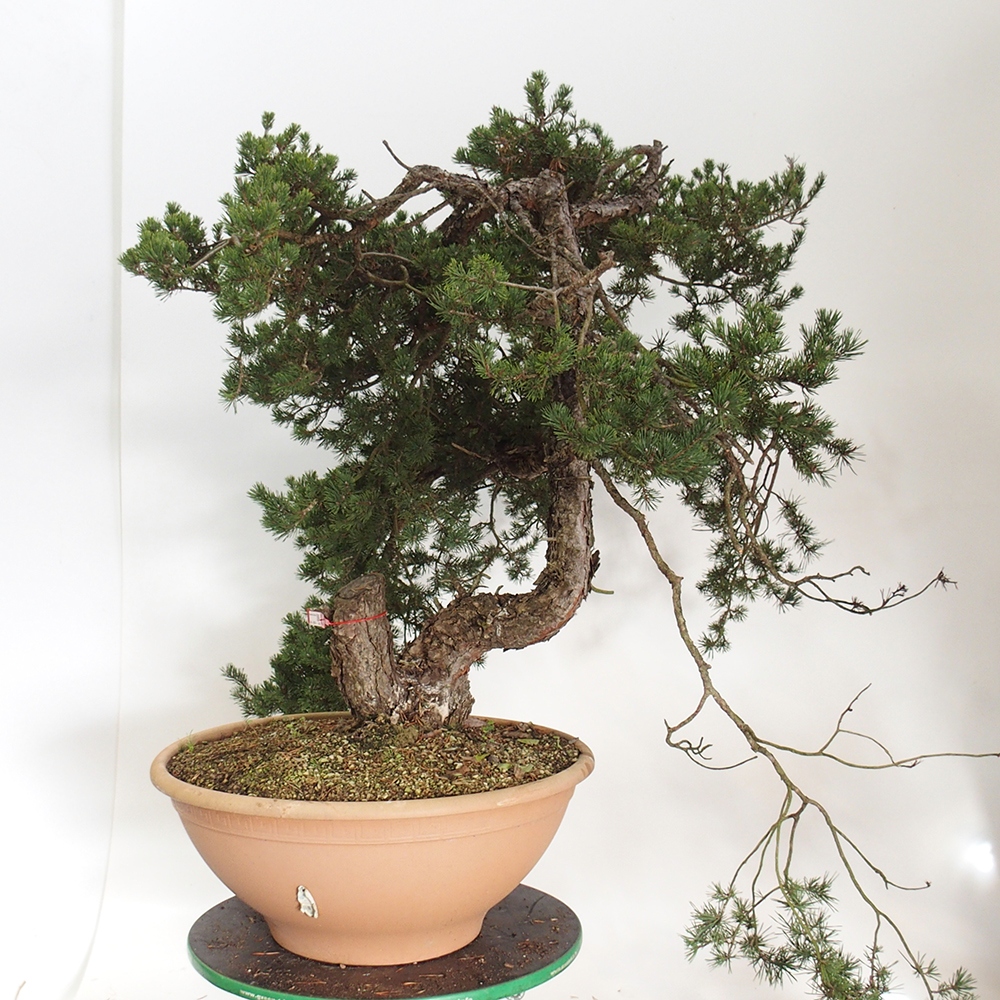 Yamadori - Pinus sylvestris Hiszpania