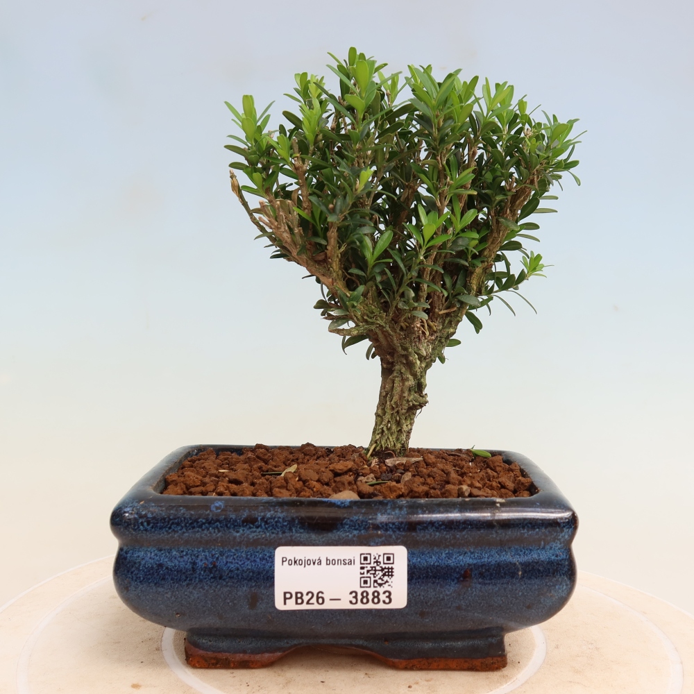 Pokój bonsai - Buxus harlandii - buxus korkowy