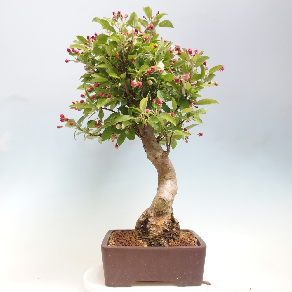 Outdoor bonsai - Malus halliana - Jabłoń drobnoowocowa