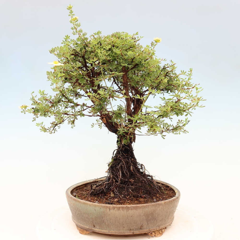 Bonsai zewnętrzne - Potentila fruticosa