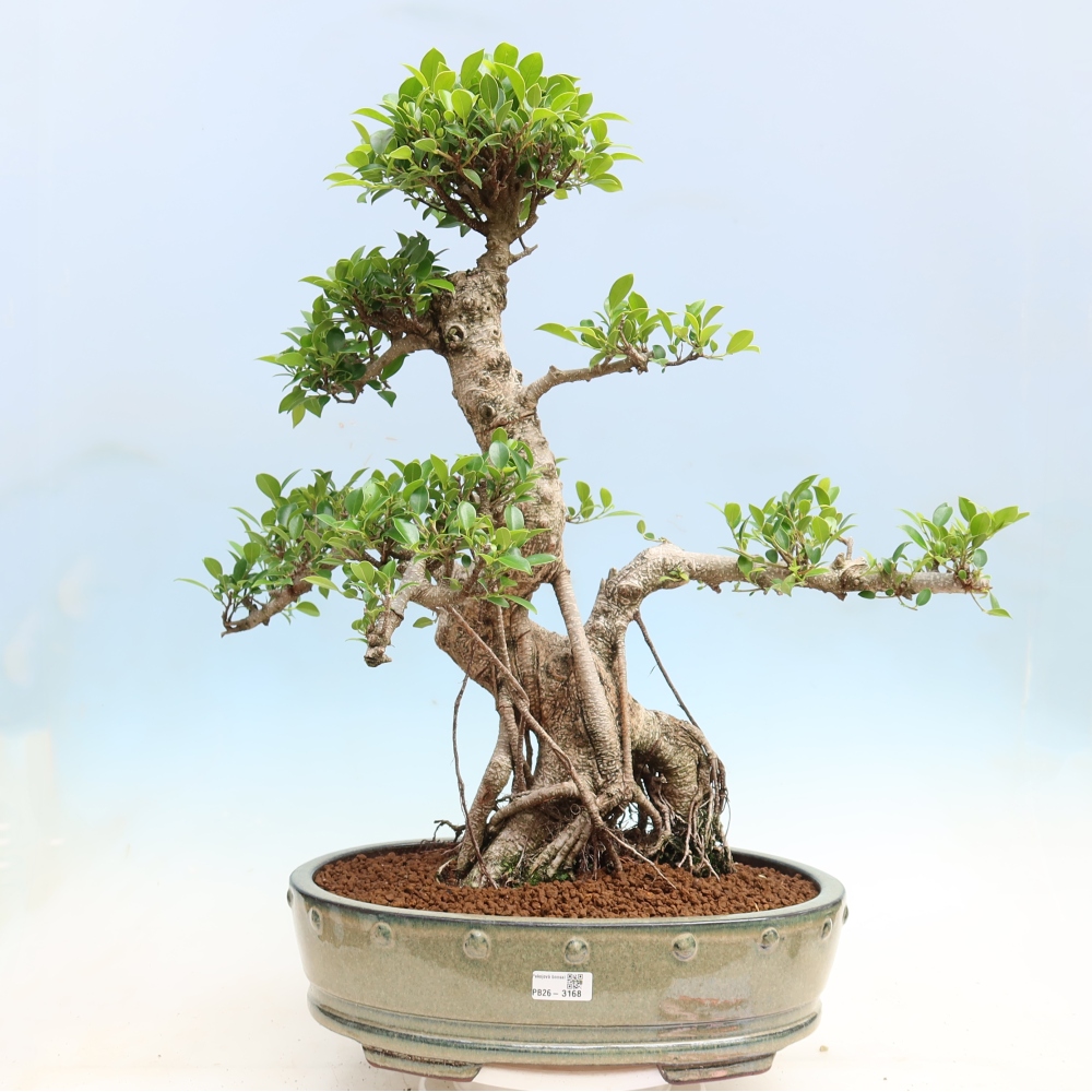 Pokój bonsai - Ficus kimmen - figowiec drobnolistny