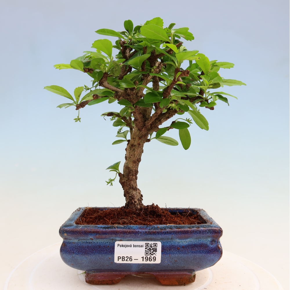 Bonsai pokojowe - Carmona macrophylla - Tea fuki