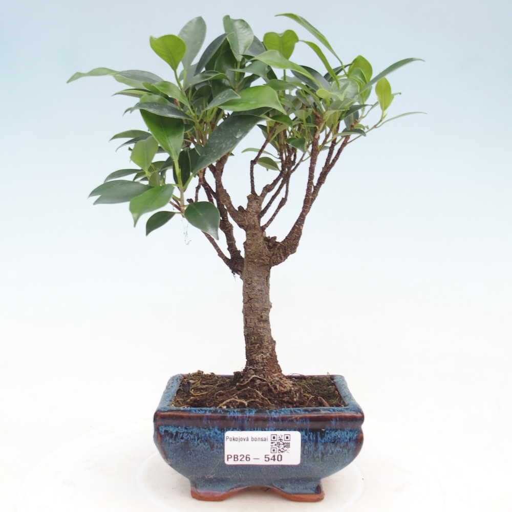 Pokój bonsai Ficus retusa kimmen