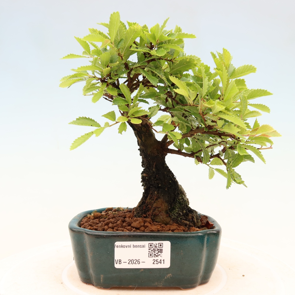 Bonsai zewnętrzne - Zelkova - Zelkova NIRE
