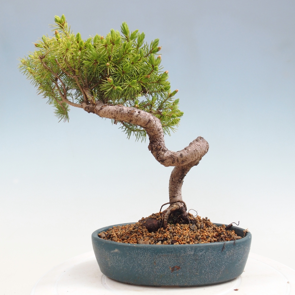 Outdoor bonsai - Świerk pospolity - Picea glauca globe