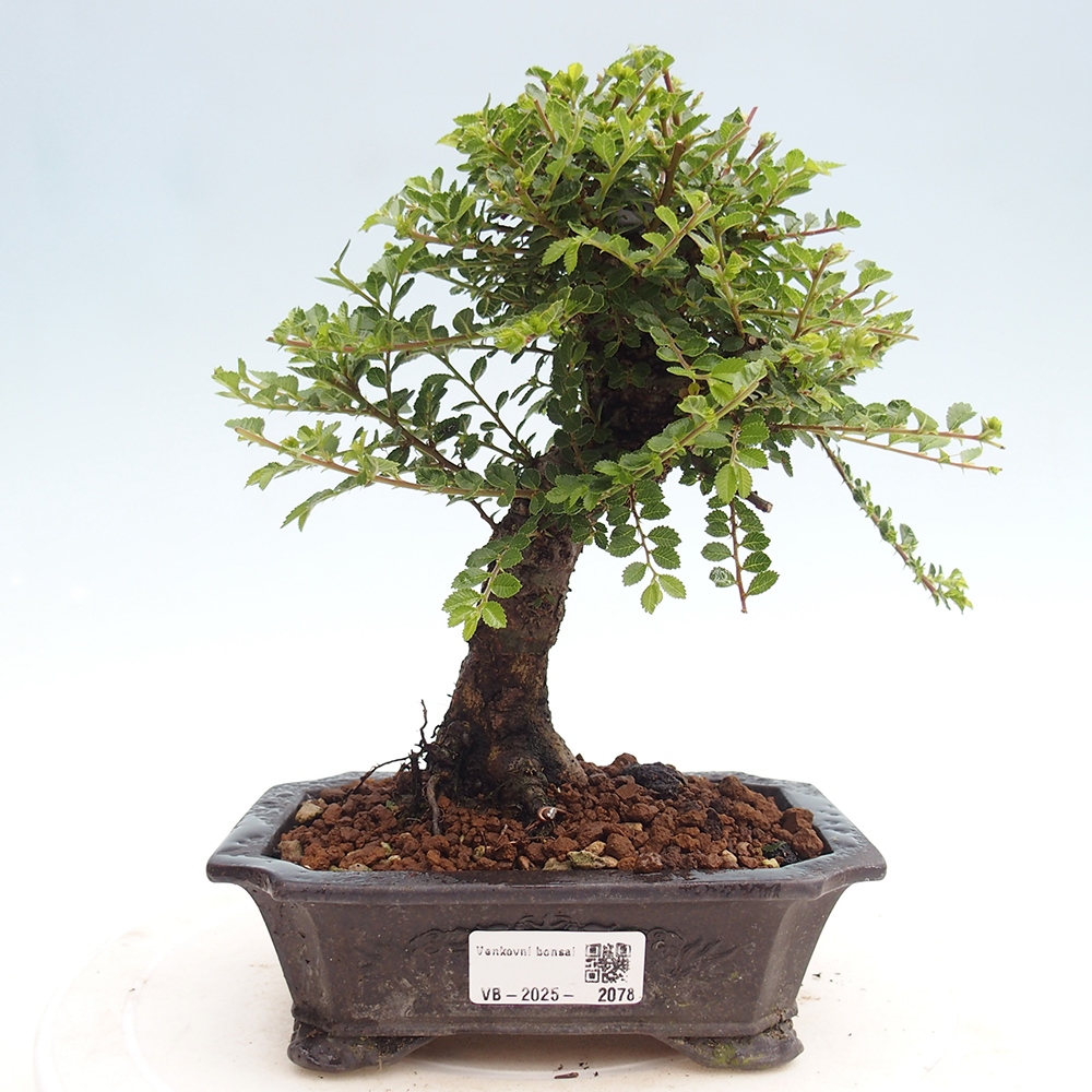 Bonsai zewnętrzne - Ulmus parvifolia Hokkaido - wiąz chiński