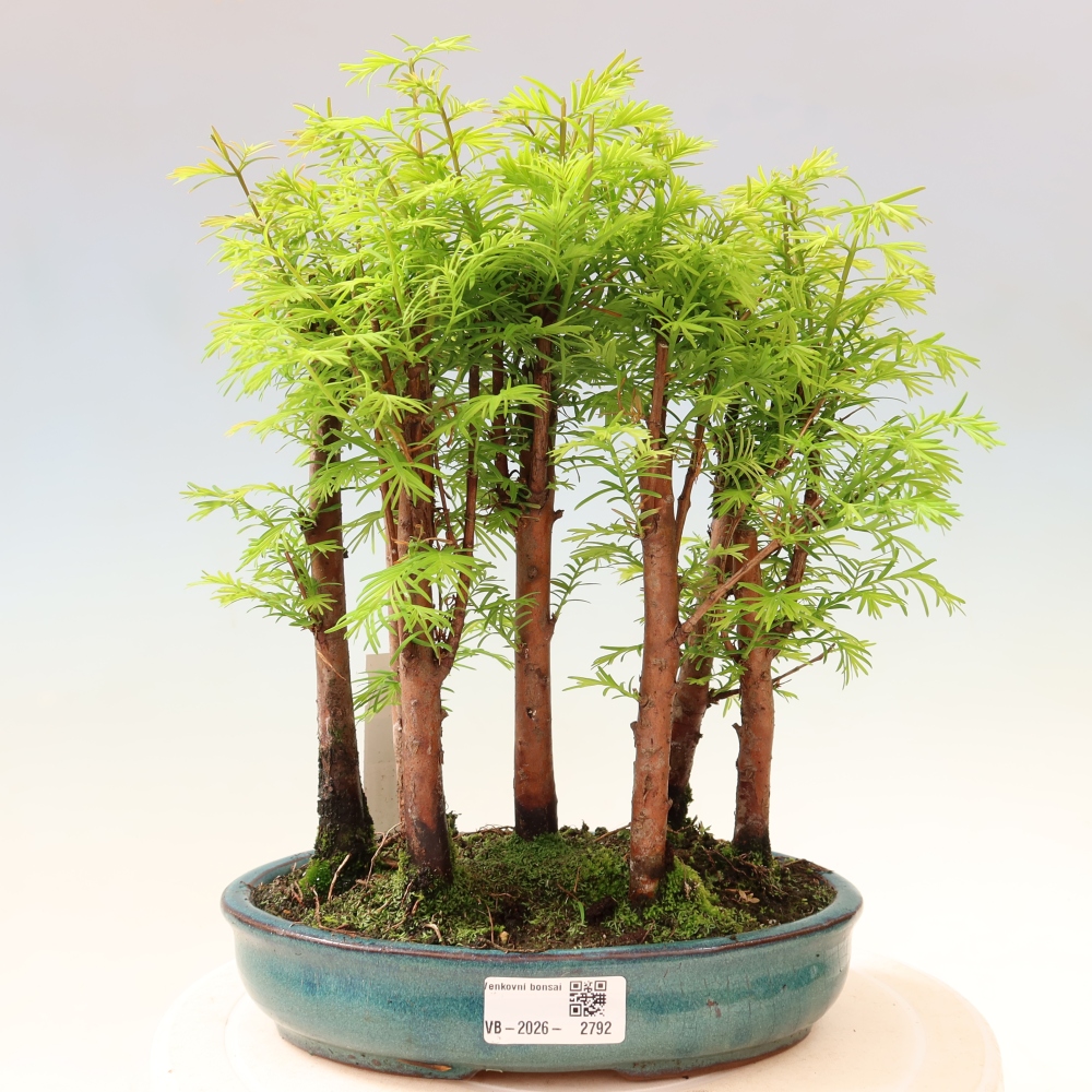Bonsai ogrodowe – Metasequoia glyptostroboides – metasekwoja chińska – zagajnik